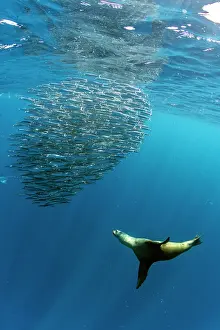 Sardine: California Sea Lion (Zalophus californianus) fee