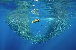 Sardine: California Sea Lion (Zalophus californianus) fee