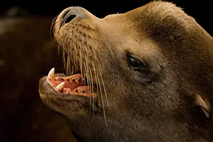 Californianus: California Sea Lion (Zalophus californianus) - Oregon