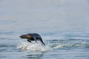 Sealion: California sea lion (Zalophus californianus) porpoising
