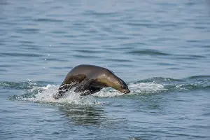 Sealion: California sea lion (Zalophus californianus) porpoising
