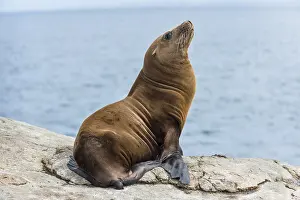 Monterey: California sea lion (Zalophus californianus) pup