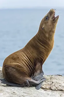 Monterey: California sea lion (Zalophus californianus) pup