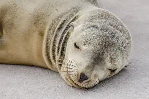 Monterey: California sea lion (Zalophus californianus) pup
