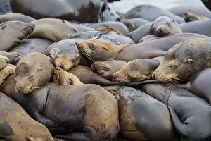 Sealion: California sea lions (Zalophus californianus) crowding