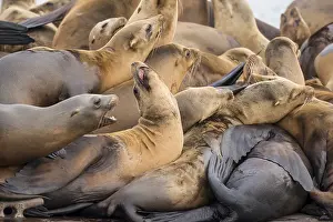 Sealion: California sea lions (Zalophus californianus) crowding