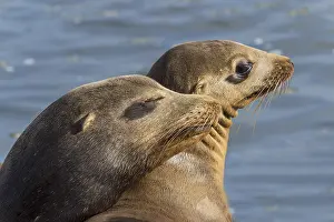 Sealion: California sea lions (Zalophus californianus) sunning