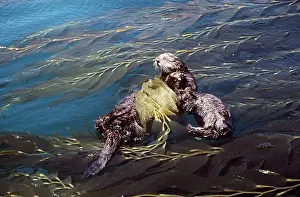 Contentment: California SEA OTTERS - two resting with kelp wrapped