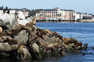 Breakwater: California Sealion - resting on the breakwater
