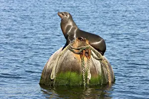 Buoy: California Sealion - resting on buoy