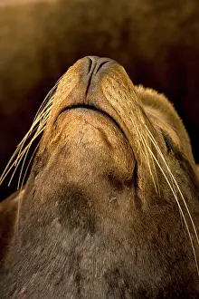 Nostrils: California Sealion - showing closed nostrils