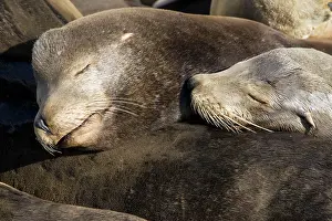 Zalophus: California Sealions - Adult and subadult male California