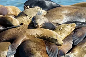 Zalophus: California Sealions - Adult and subadult male California