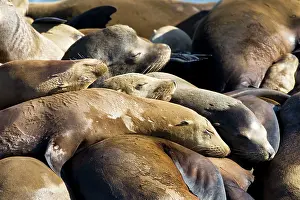 Zalophus: California Sealions - Adult and subadult male California