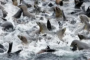 Breakwater: California Sealions - cooling off in the water