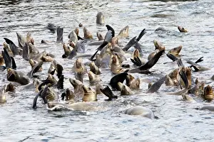 Breakwater: California Sealions - cooling off in the water