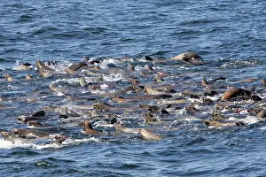 Breath: California Sealions - group catching their breath