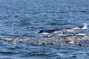 Breath: California Sealions - group with a Humpback Whale