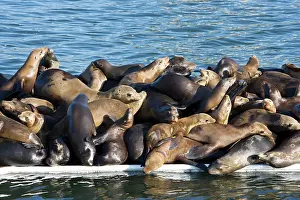 Visitors: California Sealions - resting on the visitor's