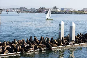 Quay: California Sealions - resting on the visitor's