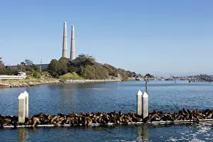 Quay: California Sealions - resting on the visitor's
