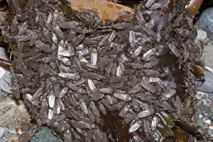 Seaweed: California Seaweed Flies