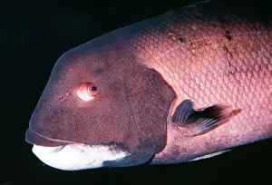 Pulcher: California Sheephead Wrasse