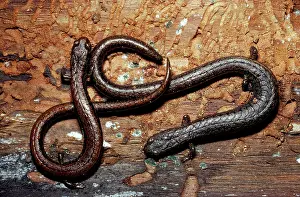 Batrachoseps: California Slender Salamander
