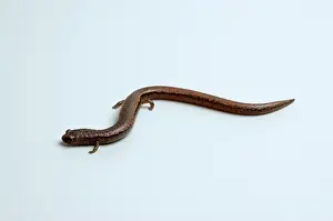 Batrachoseps: California Slender Salamander