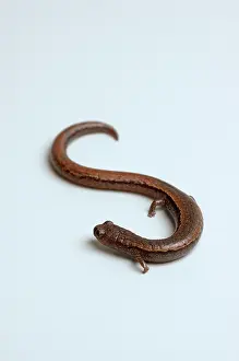 Batrachoseps: California Slender Salamander