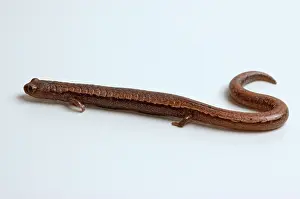 Batrachoseps: California Slender Salamander