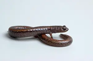 Batrachoseps: California Slender Salamander