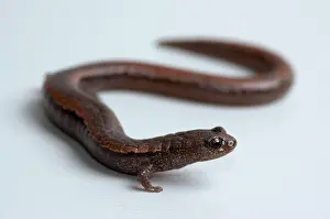 Batrachoseps: California Slender Salamander