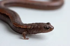 Batrachoseps: California Slender Salamander