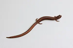 Batrachoseps: California Slender Salamander