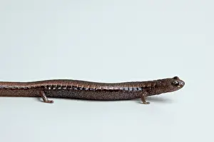 Batrachoseps: California Slender Salamander
