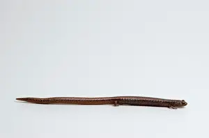 Batrachoseps: California Slender Salamander