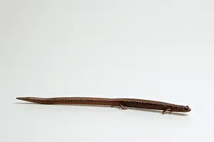 Batrachoseps: California Slender Salamander