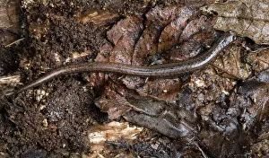 Batrachoseps: California Slender Salamander