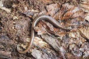 Batrachoseps: California Slender Salamander