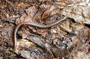 Batrachoseps: California Slender Salamander