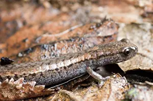 Batrachoseps: California Slender Salamander