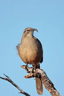 Toxostoma: California Thrasher