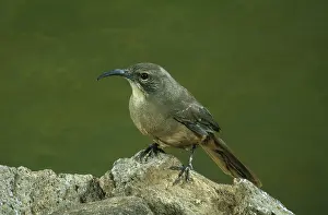 Toxostoma: California Thrasher