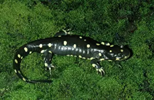 Ambystomatidae: California Tiger Salamander