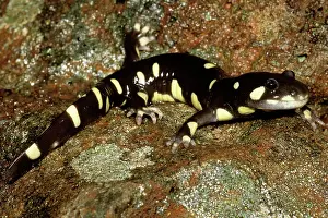 Ambystoma: California Tiger Salamander