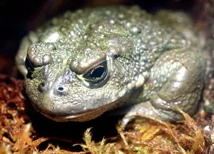 Toad: California Toad