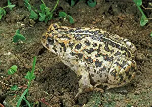 Bufonidae: California Toad (Bufo boreas halophilus)