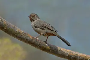 Limb: California Towhee