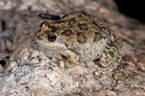 Pseudacris: California Treefrog